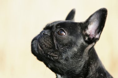 Französische Bulldogge