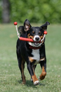 Appenzeller Sennenhund mit Spielzeug
