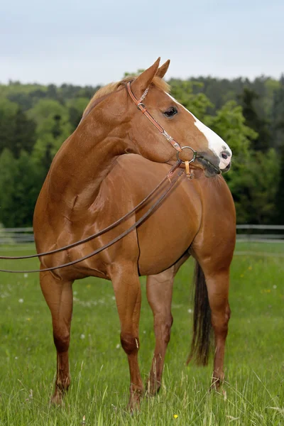 Quarterhorse americana — Fotografia de Stock