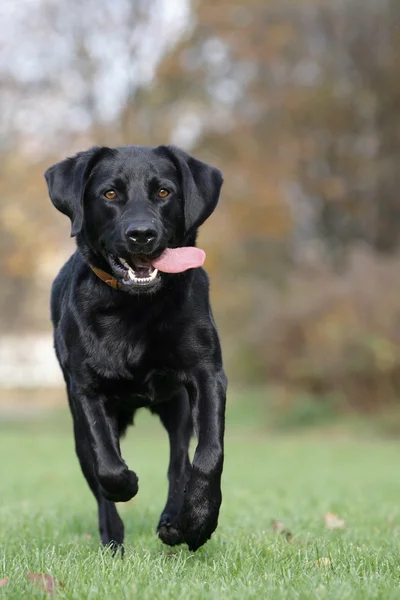Rennender schwarzer Labrador — Stockfoto