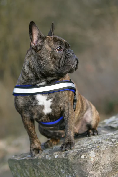 Französische Bulldogge — Stock fotografie