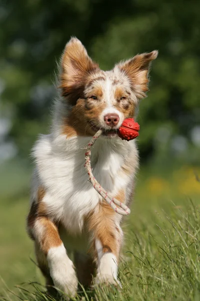 Schäferhund verteilt Ball — Stockfoto