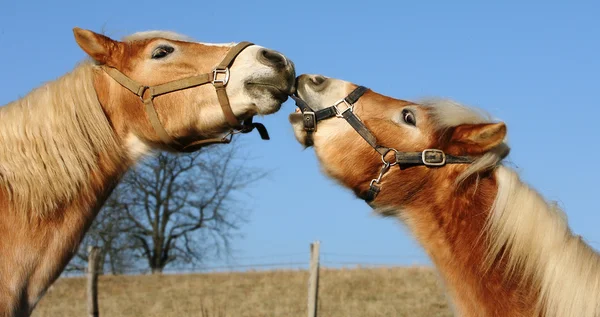 stock image Haflinger-Liebe