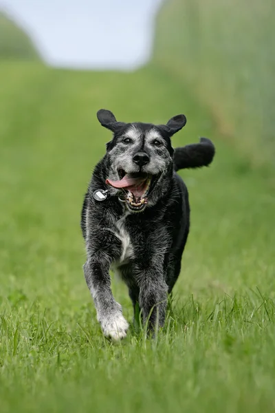Fröhlich rennender Hundesenior 스톡 사진