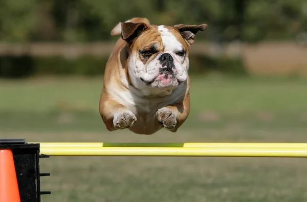 Flygande bulldog Stockbild