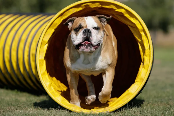 Tunnelhund lizenzfreie Stockbilder