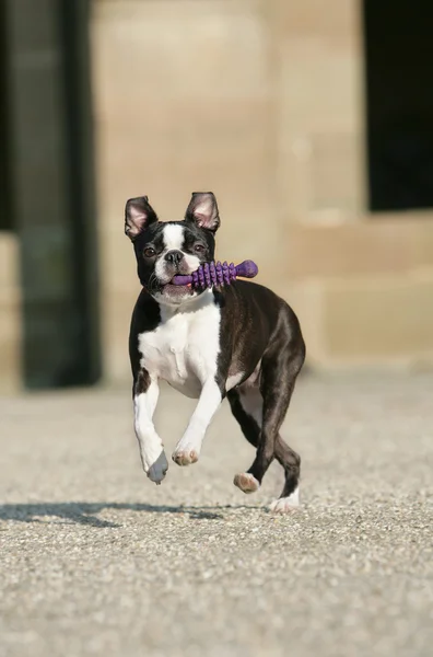 Tanzender Boston Terrier Fotos De Stock Sin Royalties Gratis
