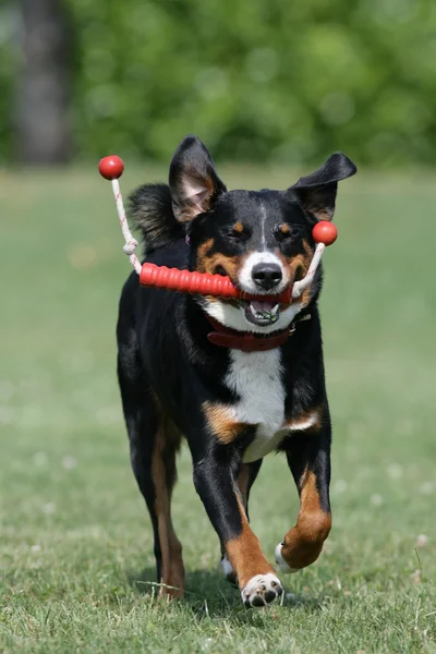 Appenzeller Sennenhund mit Spielzeug Stockbild