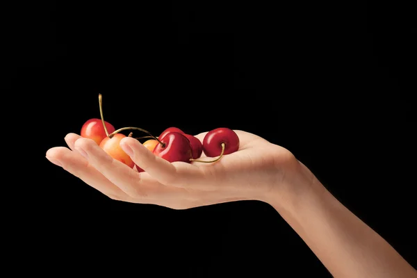 Una manciata di dolci ciliegie su una mano — Foto Stock