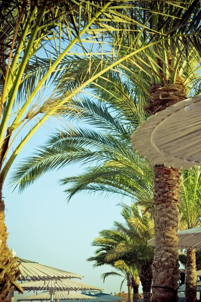 ต้นปาล์มและร่มบนชายหาด — ภาพถ่ายสต็อก