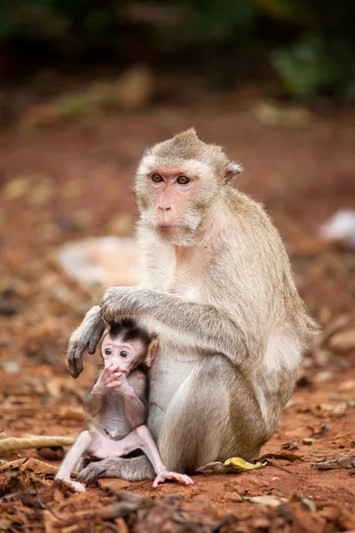 Dwie małpy — Zdjęcie stockowe