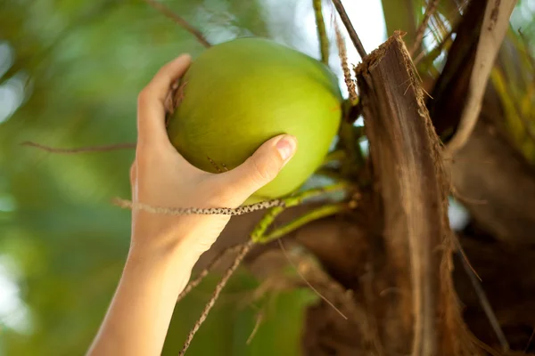 Dziewczyna łamie kokosa — Zdjęcie stockowe