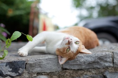 kedi yalanlar üzerine bir stone