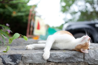 kedi yalanlar üzerine bir stone