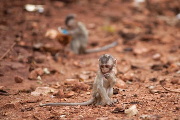 Opice sedí na zemi — Stock fotografie