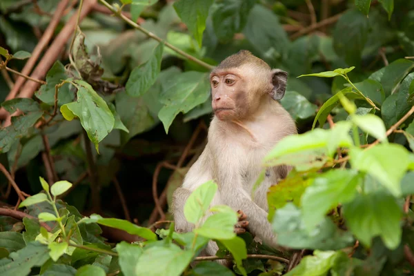 La scimmia siede sui rami degli alberi — Foto Stock