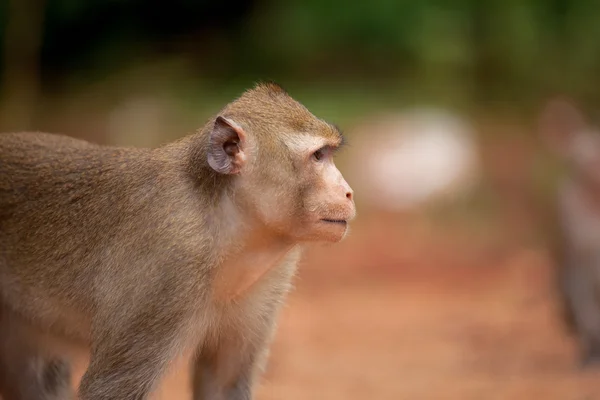 La scimmia guarda a distanza — Foto Stock