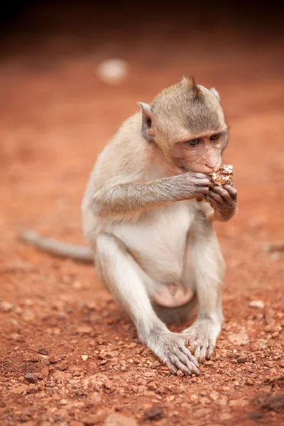 Małpa siedzi i zjada — Zdjęcie stockowe