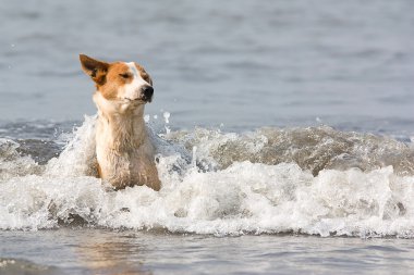 köpek su banyoları