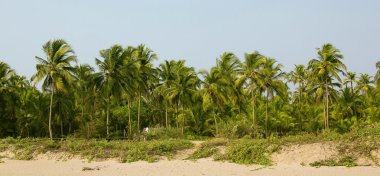 palmiye ağacından