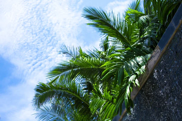 Листья пальмы на фоне неба — стоковое фото