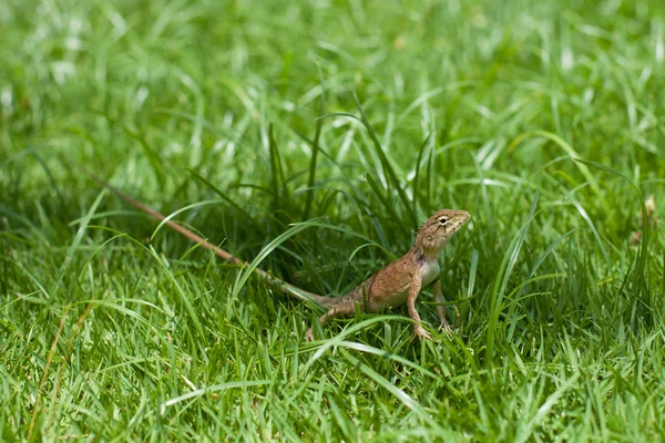 Ящірка у траві — стокове фото