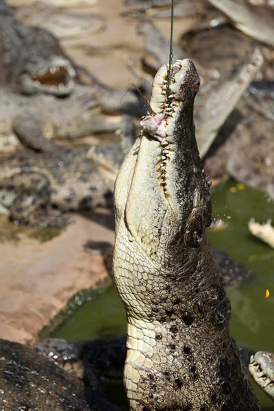 The crocodile eats meat — Stock Photo, Image