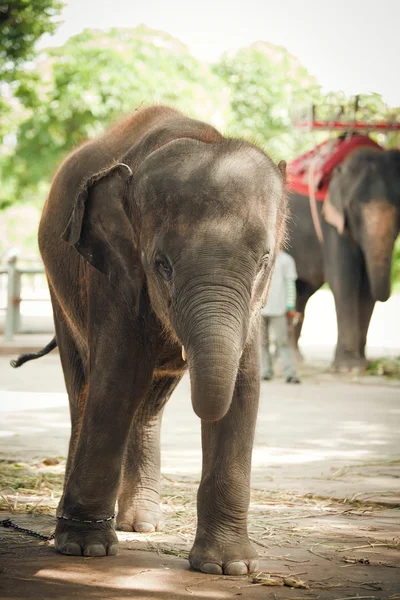 Теленок слона в зоопарке — стоковое фото