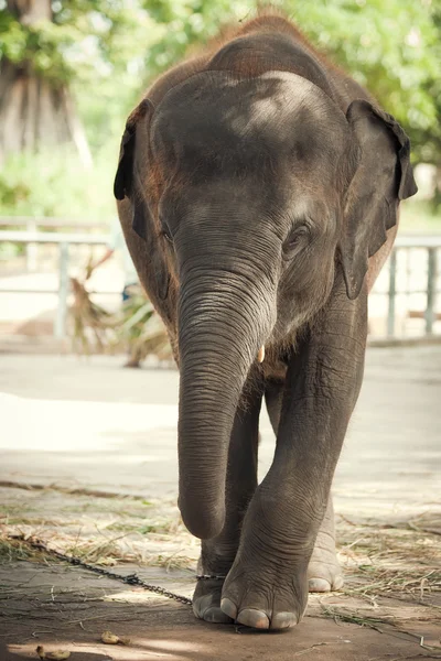 O bezerro de elefante em um zoológico — Fotografia de Stock