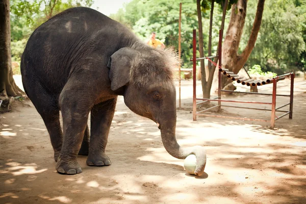 O bezerro de elefante joga com uma bola — Fotografia de Stock