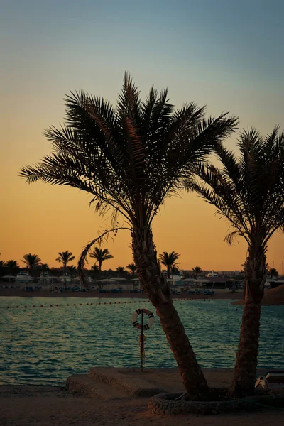 stock image Two palm trees at sunset