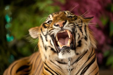 The tiger growls clipart