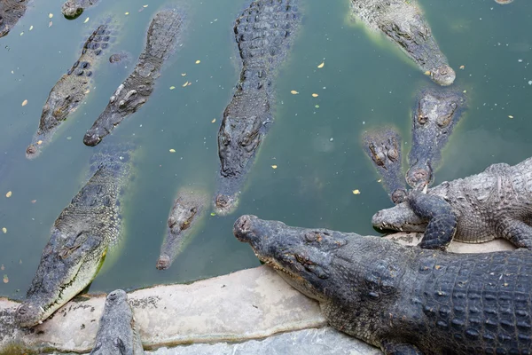 Krokodiler i en mosse — Stockfoto