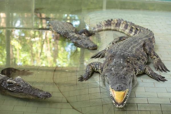 Krokodiler i pool — Stockfoto