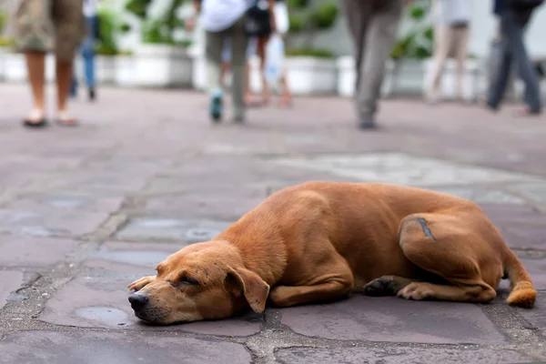 evsiz köpek