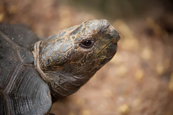 stock image Portrait of a turtle