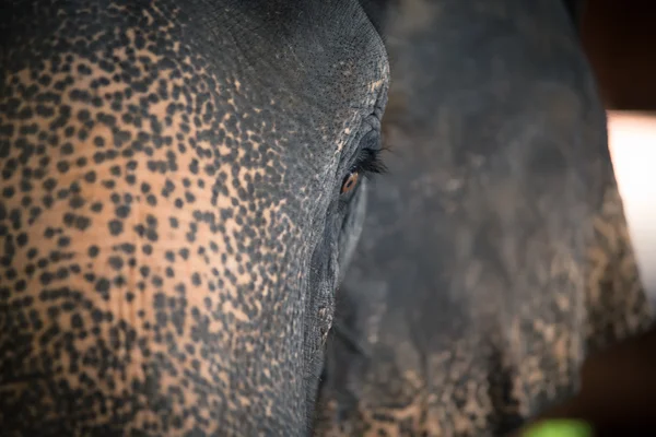 Porträtt av en elefant — Stockfoto
