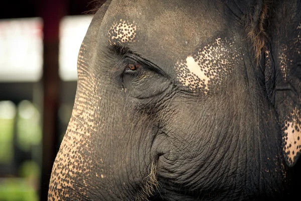 大象的肖像 — 图库照片