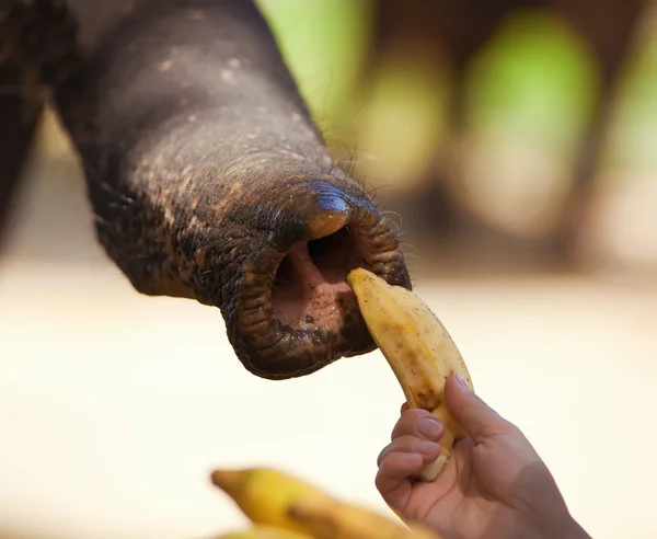 Słoń ma pień bananów — Zdjęcie stockowe