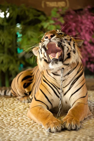 El tigre gruñe — Foto de Stock