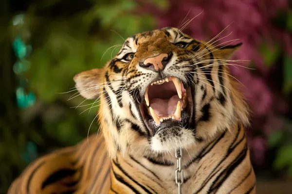 O tigre rosna — Fotografia de Stock
