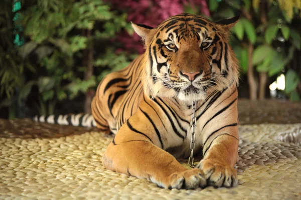 Tiger i ett zoo — Stockfoto
