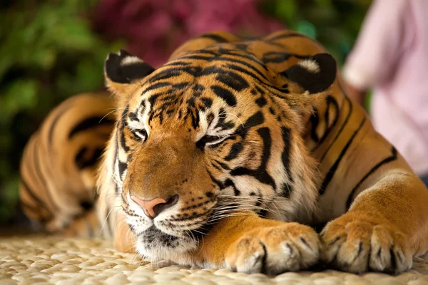 Tygrys w zoo — Zdjęcie stockowe