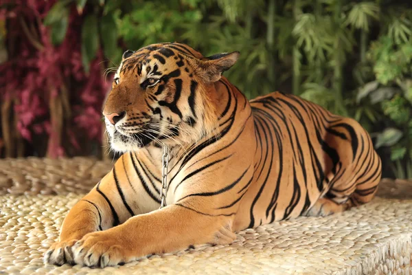 Tigre en un zoológico — Foto de Stock