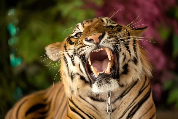 Tygr vrčí — Stock fotografie