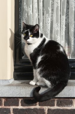Cat on window sill clipart
