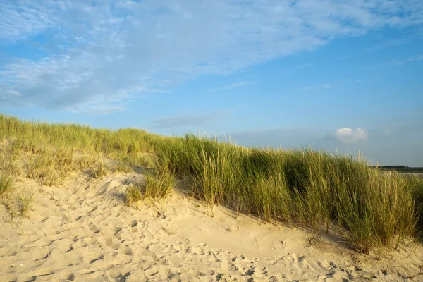 stock image Dune grass