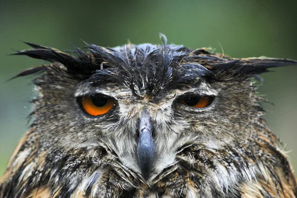 Sad wet Owl — Stock Photo, Image