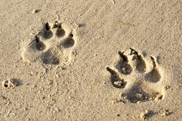 stock image Dogs paw print