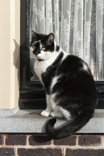 Katze auf Fensterbank Stockbild